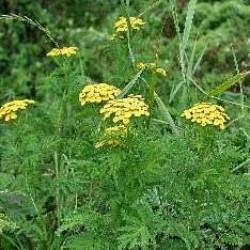 ЗАЙЧА СЯНКА корени